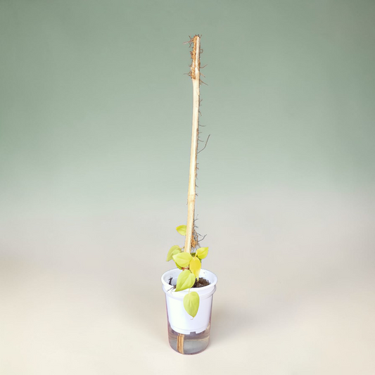 Philodendron Plant - Neon Foliage with Moss Stick