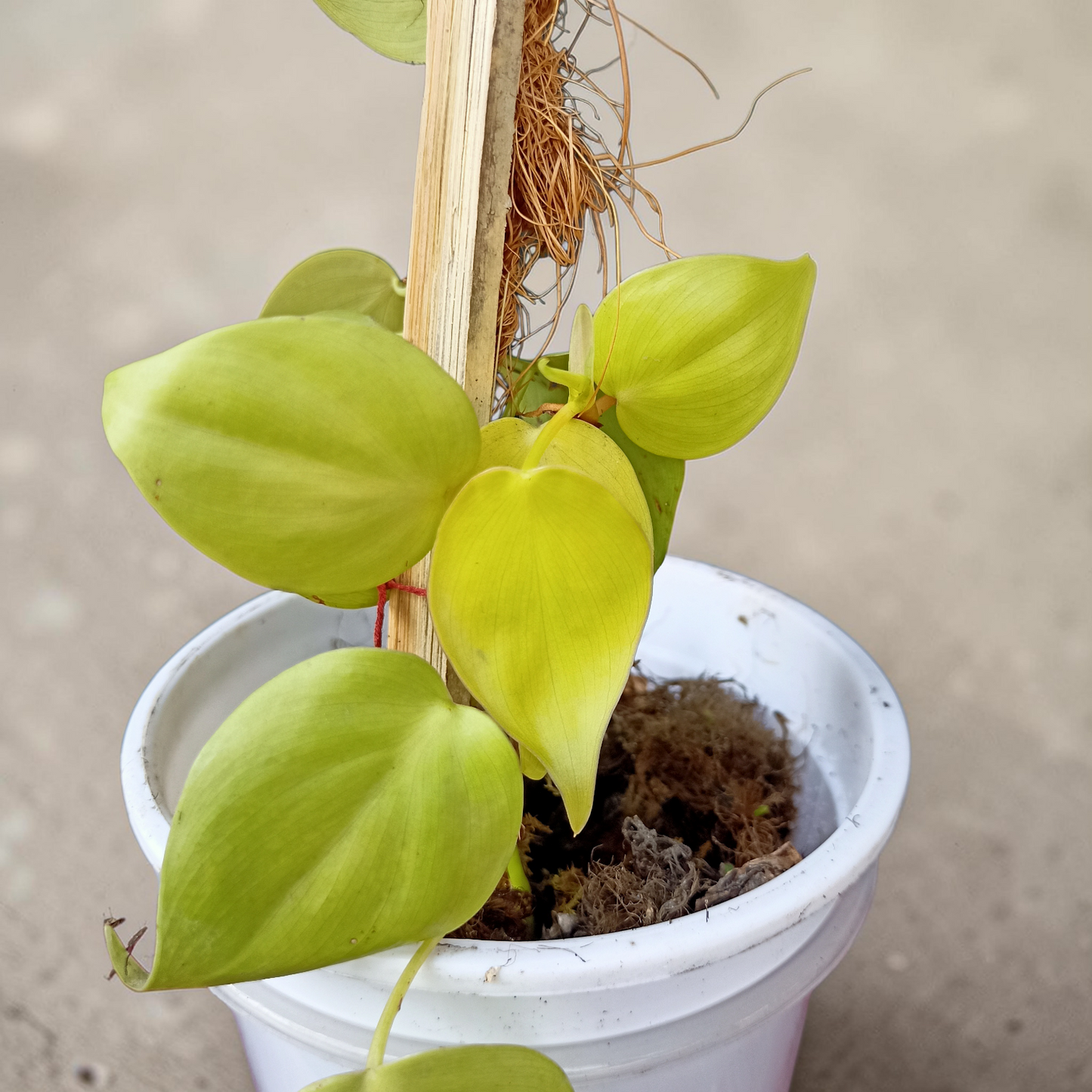 Philodendron Plant - Neon Foliage with Moss Stick