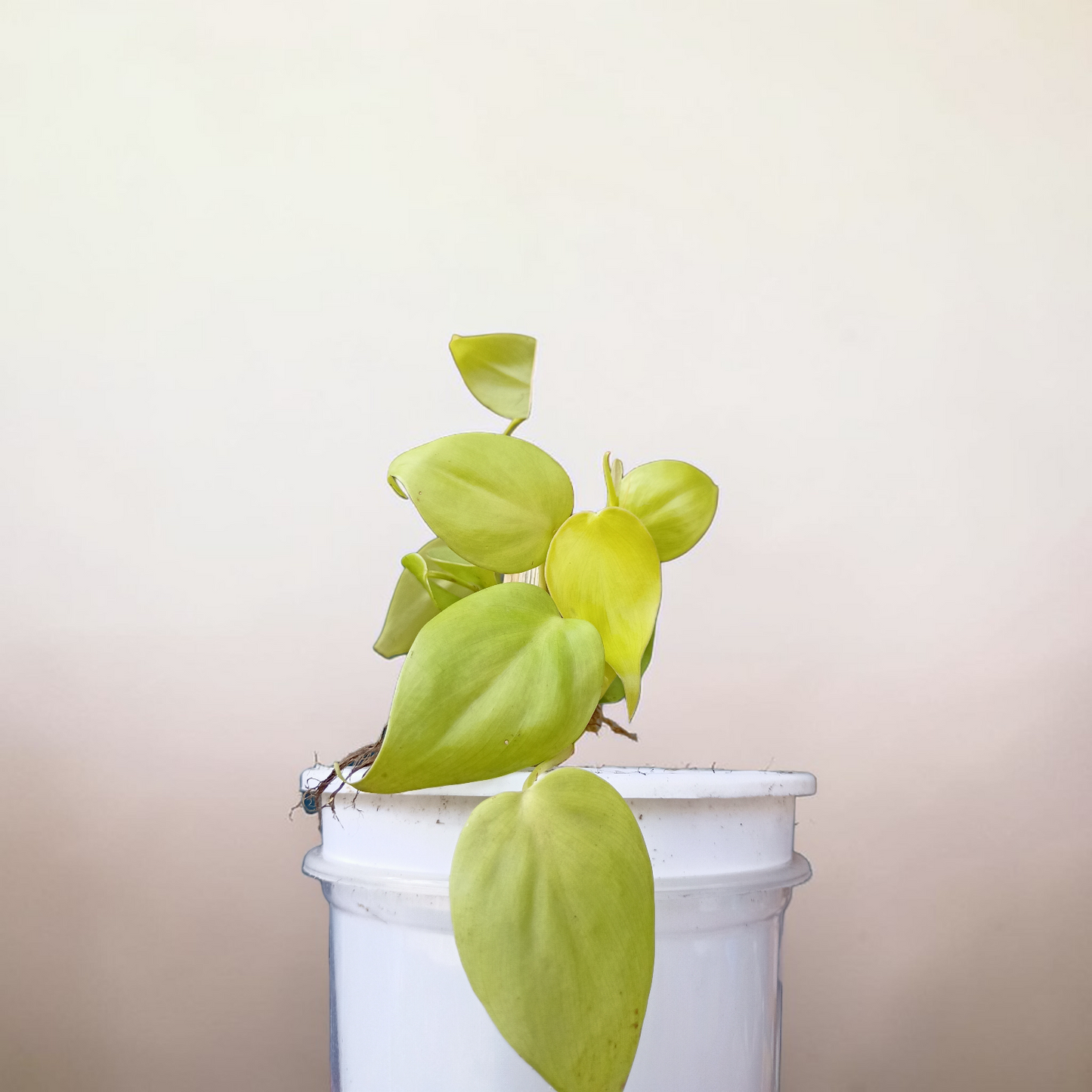 Philodendron Plant - Neon Foliage with Moss Stick