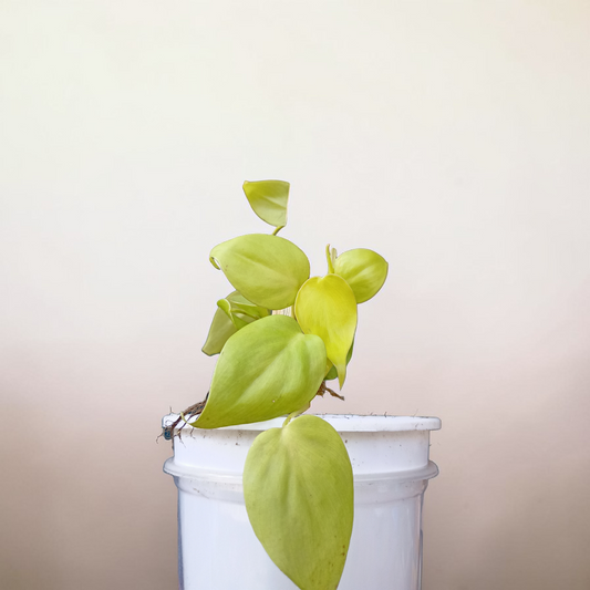 Philodendron Plant - Neon Foliage with Moss Stick