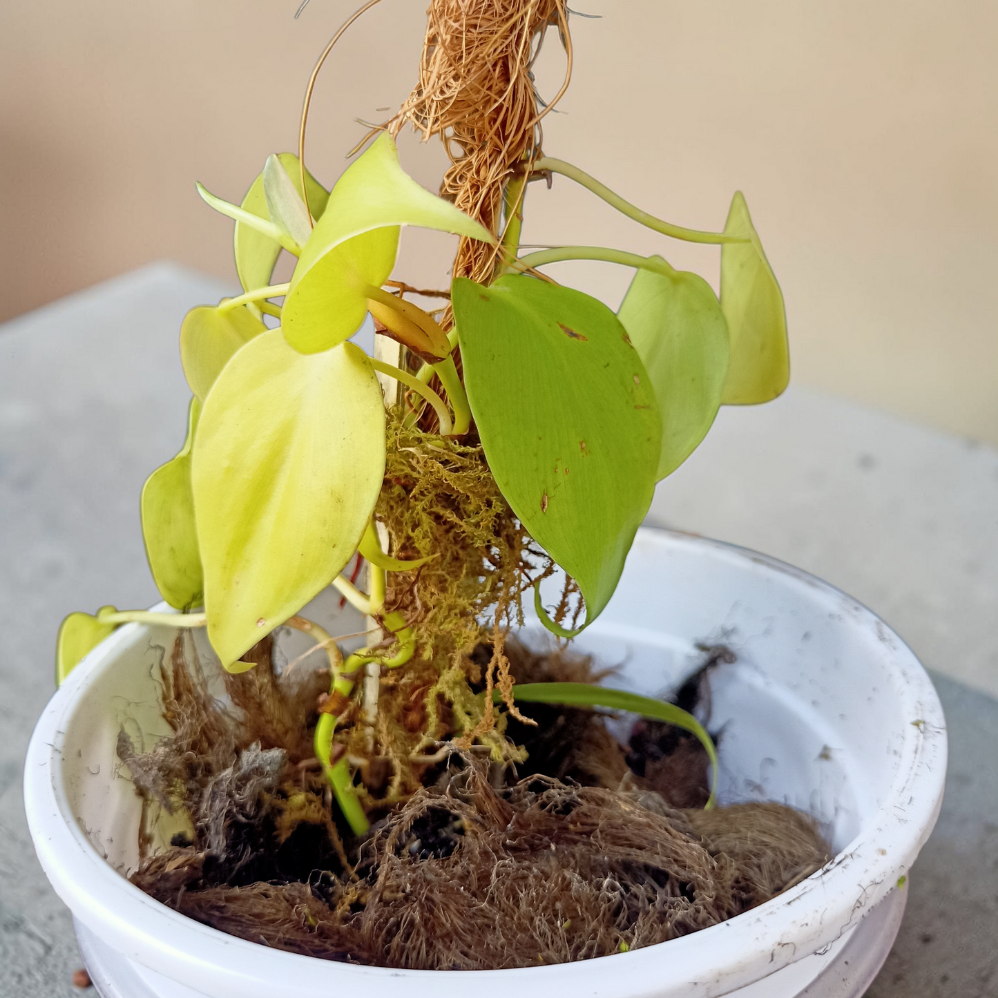 Philodendron Plant - Neon Foliage with Moss Stick