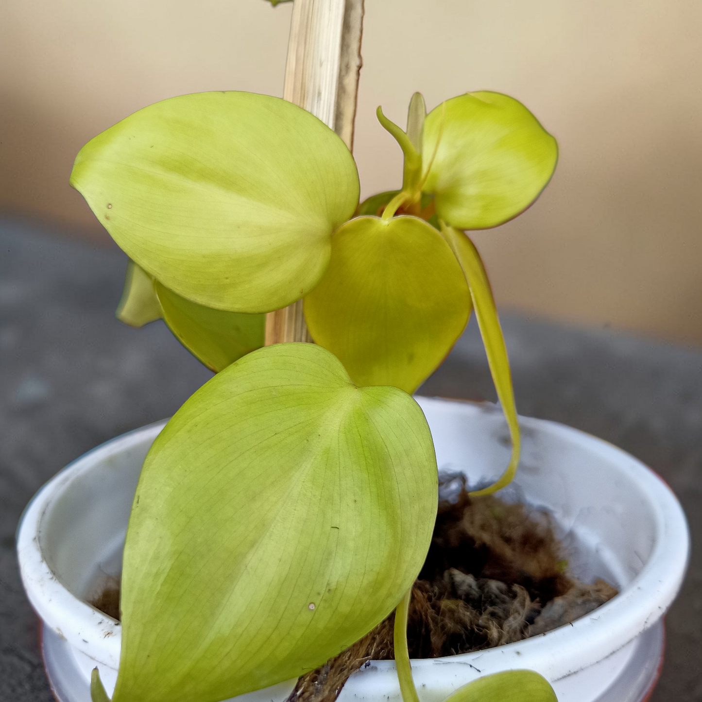 Philodendron Plant - Neon Foliage with Moss Stick