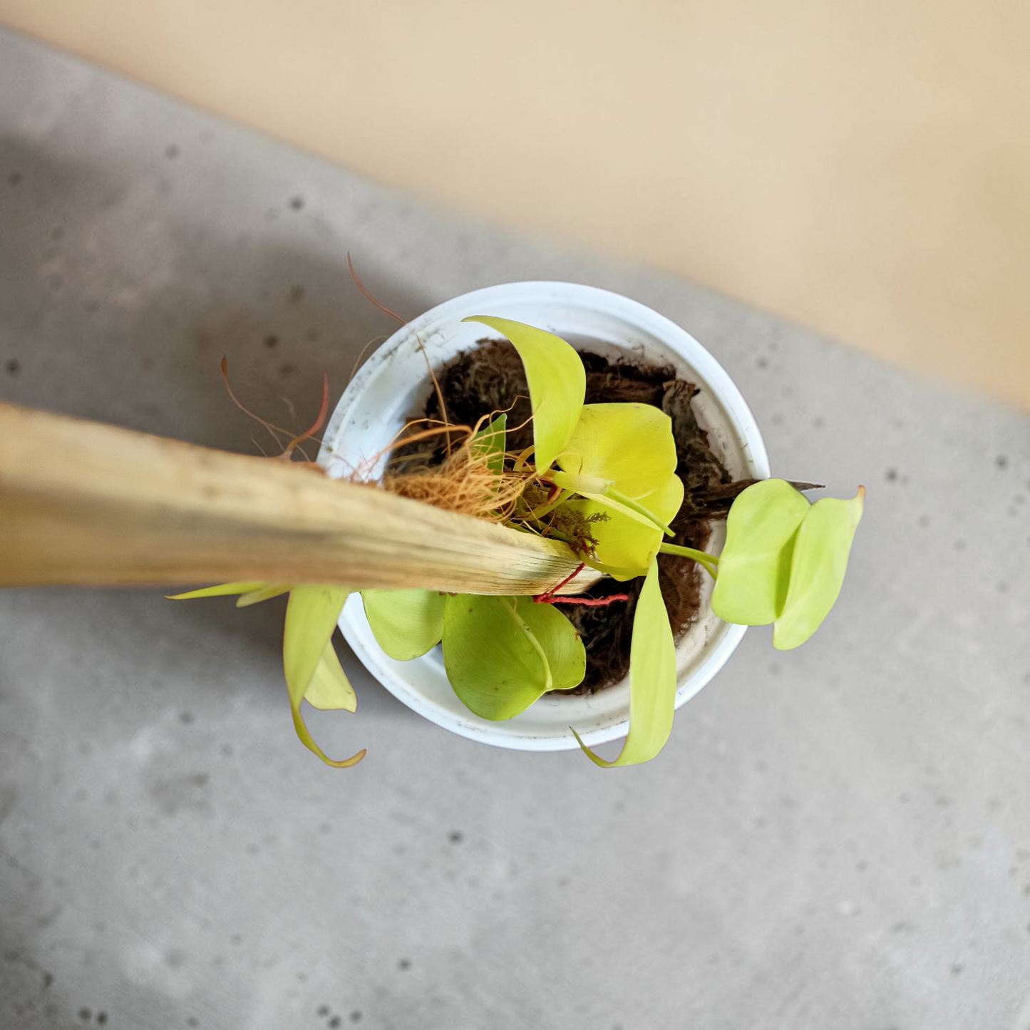 Philodendron Plant - Neon Foliage with Moss Stick