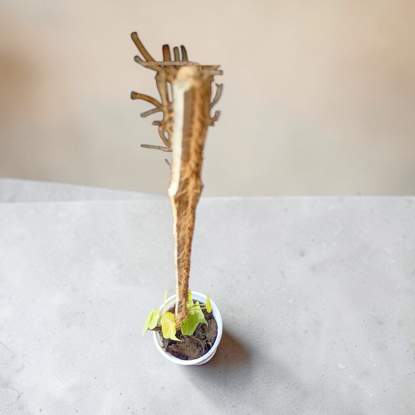 Philodendron Plant - Neon Foliage with Moss Stick