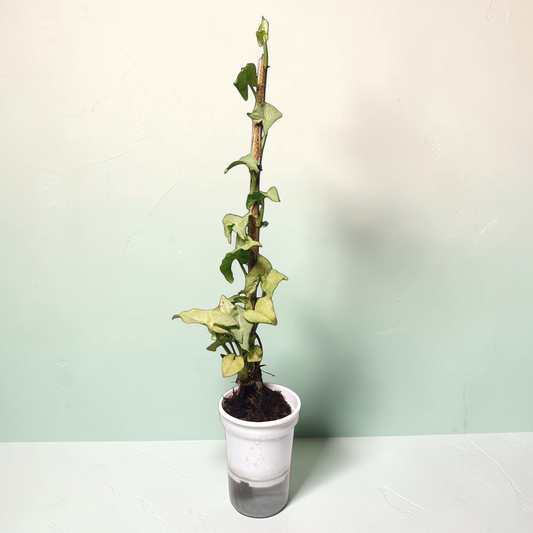 Syngonium podophyllum 'White Butterfly'