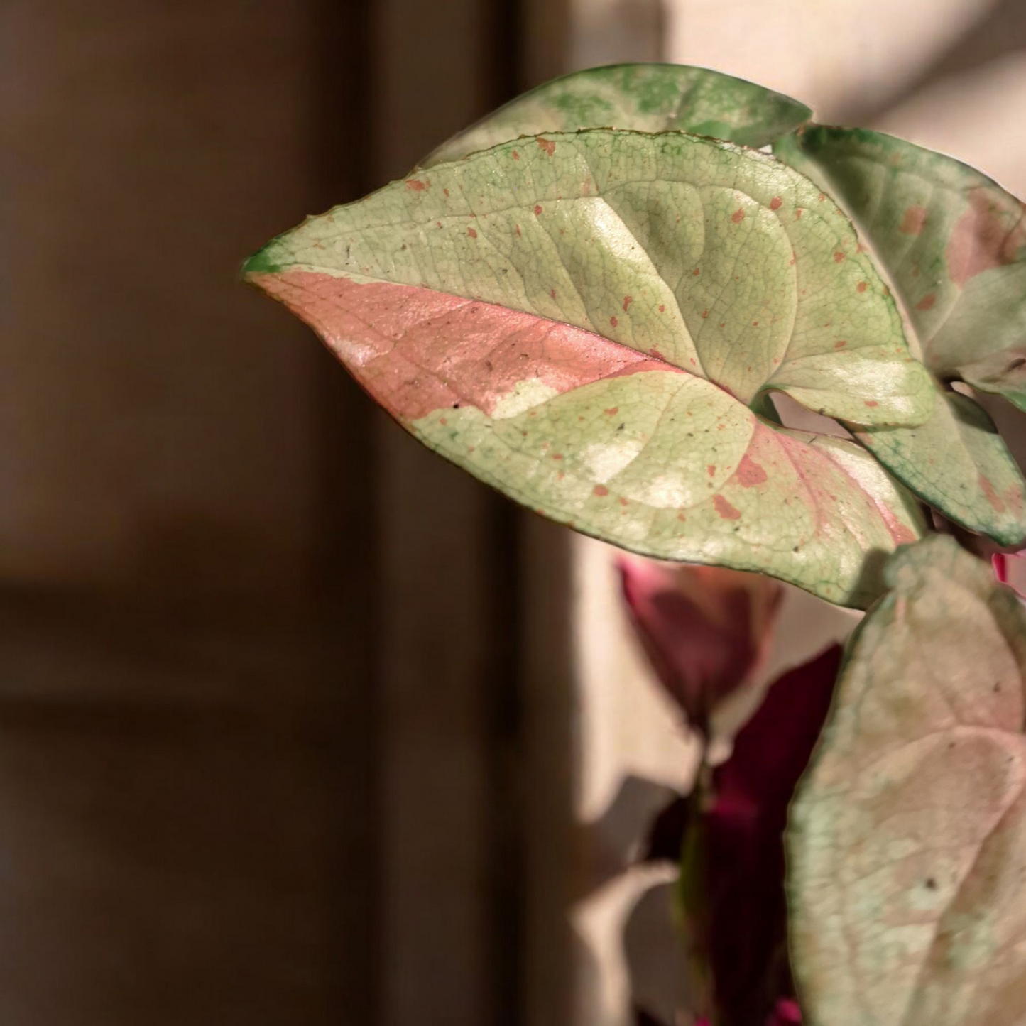 Pink Princess Climber