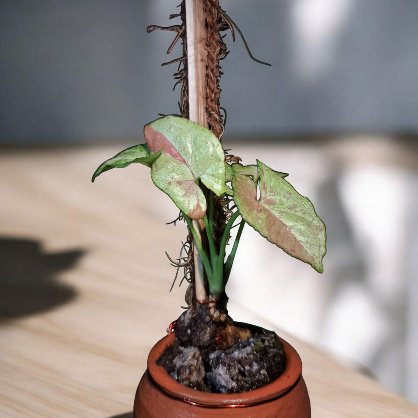 Pink Princess Climber