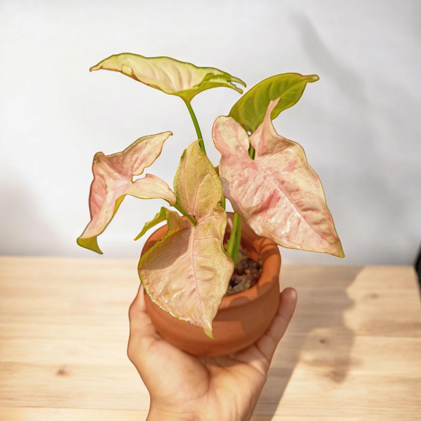 Blush Heart Caladium