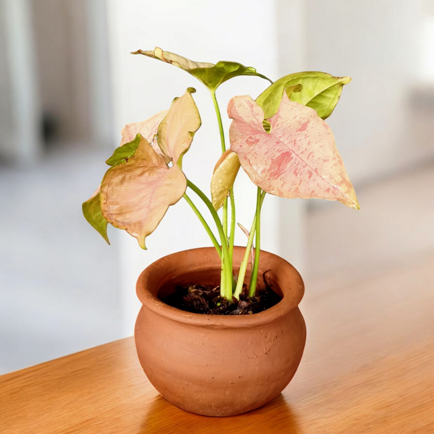 Blush Heart Caladium