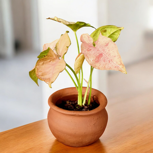 Blush Heart Caladium