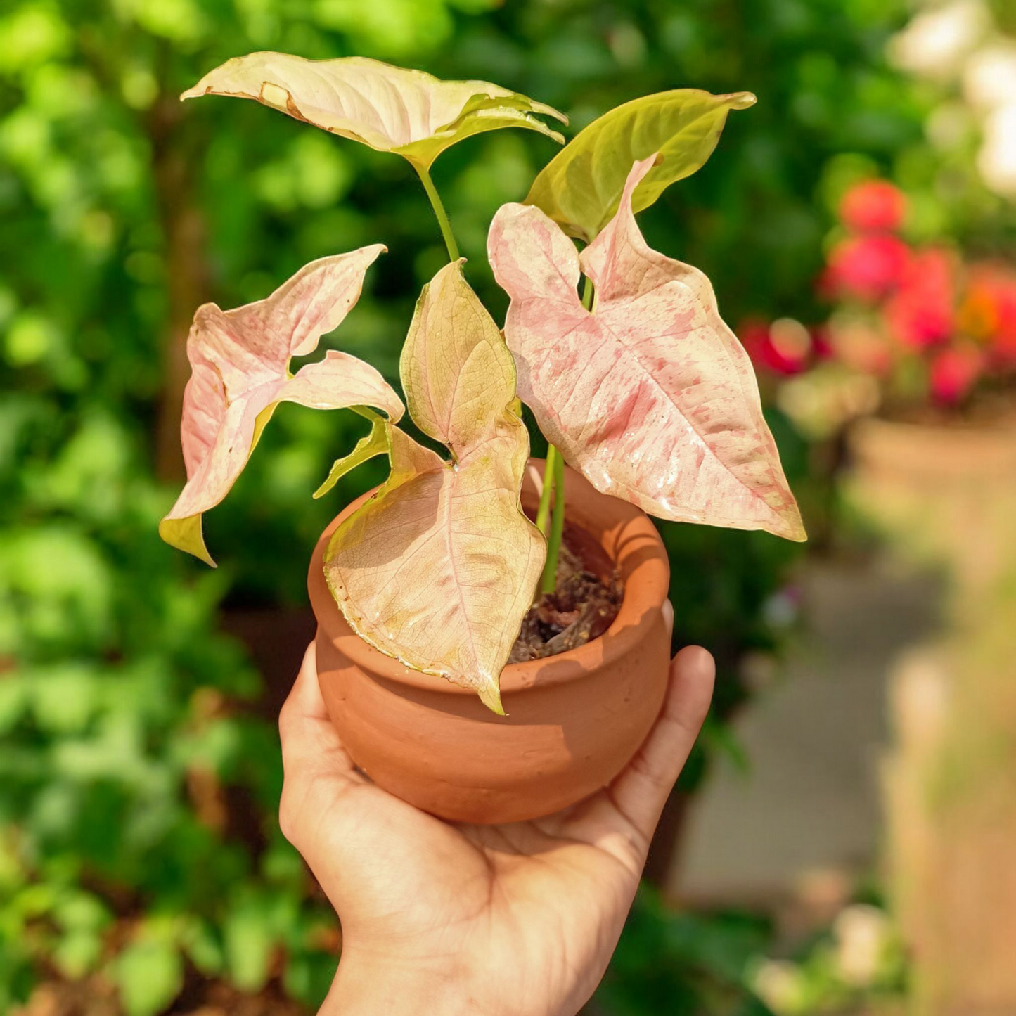 Blush Heart Caladium