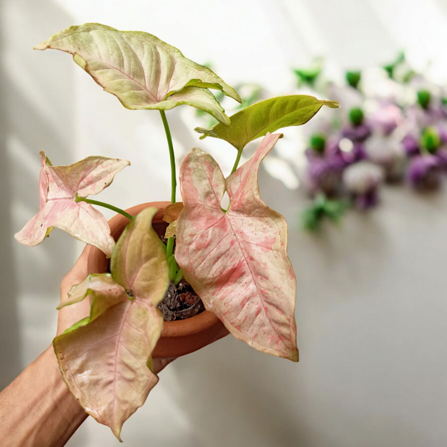 Blush Heart Caladium