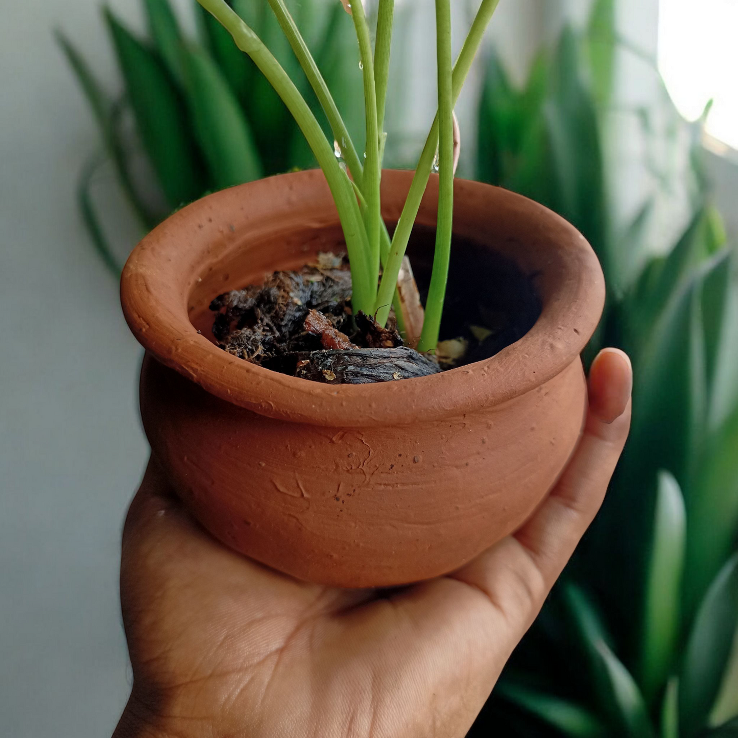 Blush Heart Caladium
