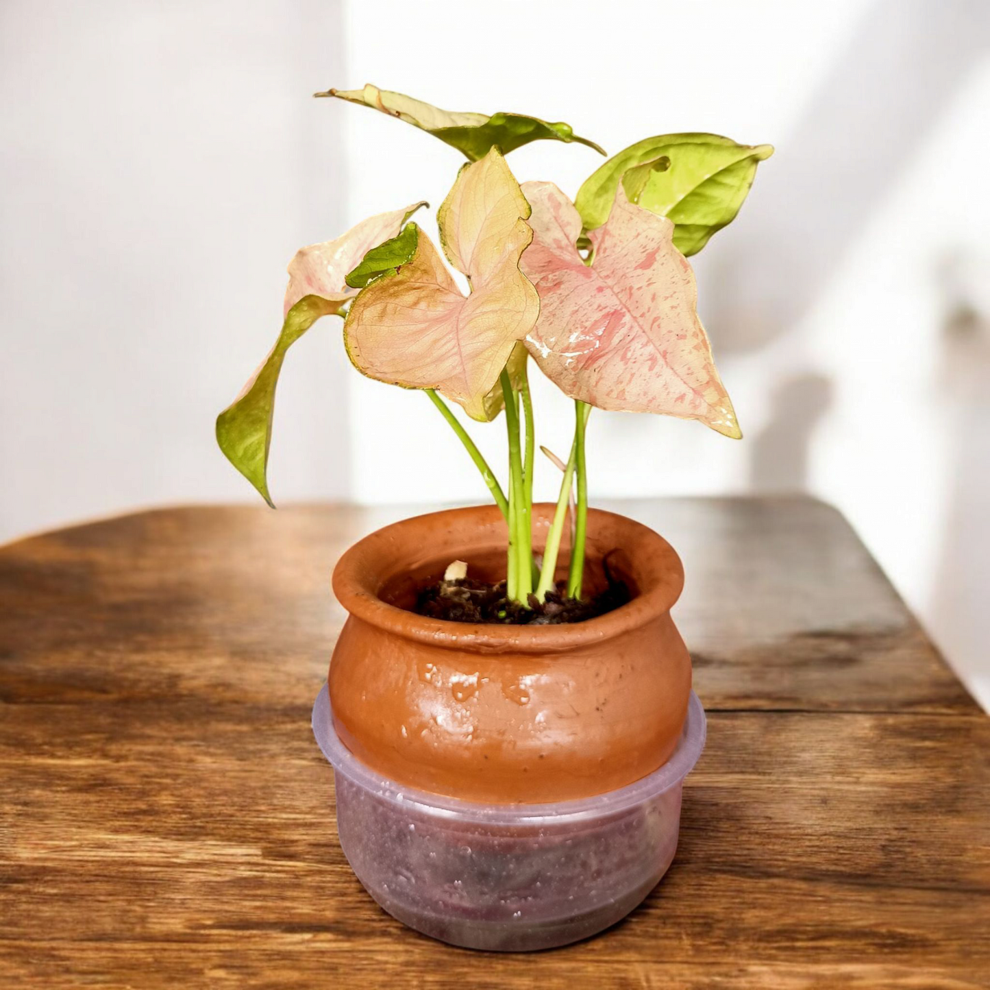 Blush Heart Caladium