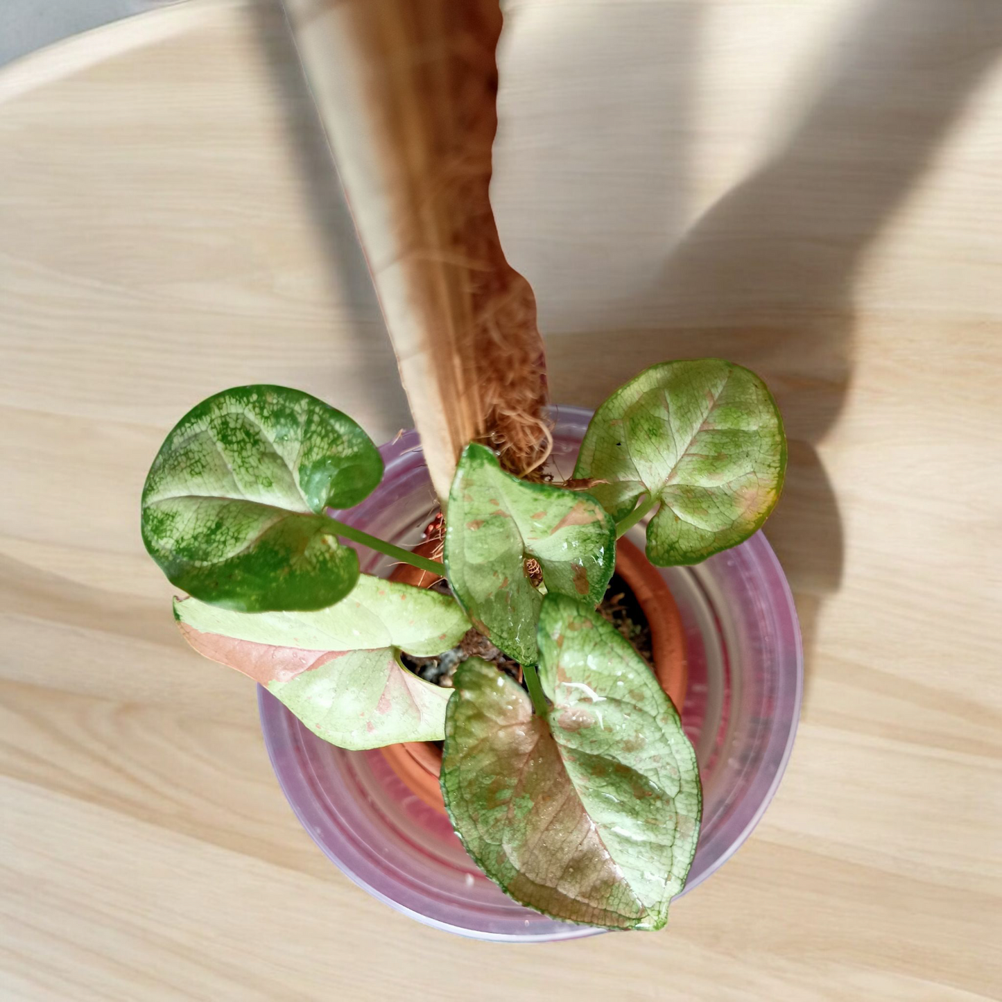 Pink Princess Climber