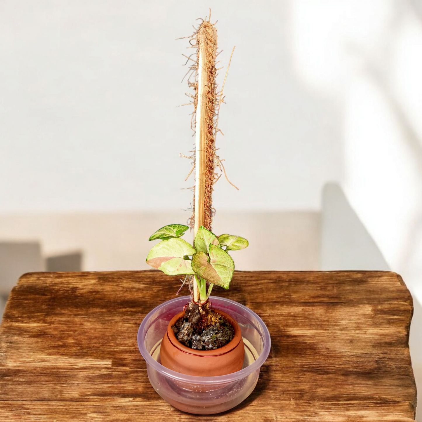 Pink Princess Climber