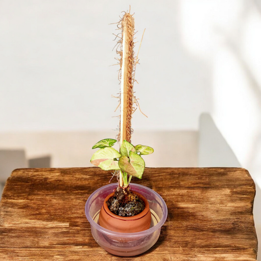 Pink Princess Climber