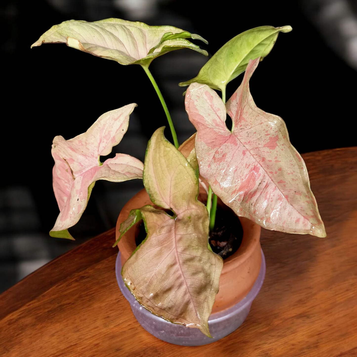 Blush Heart Caladium