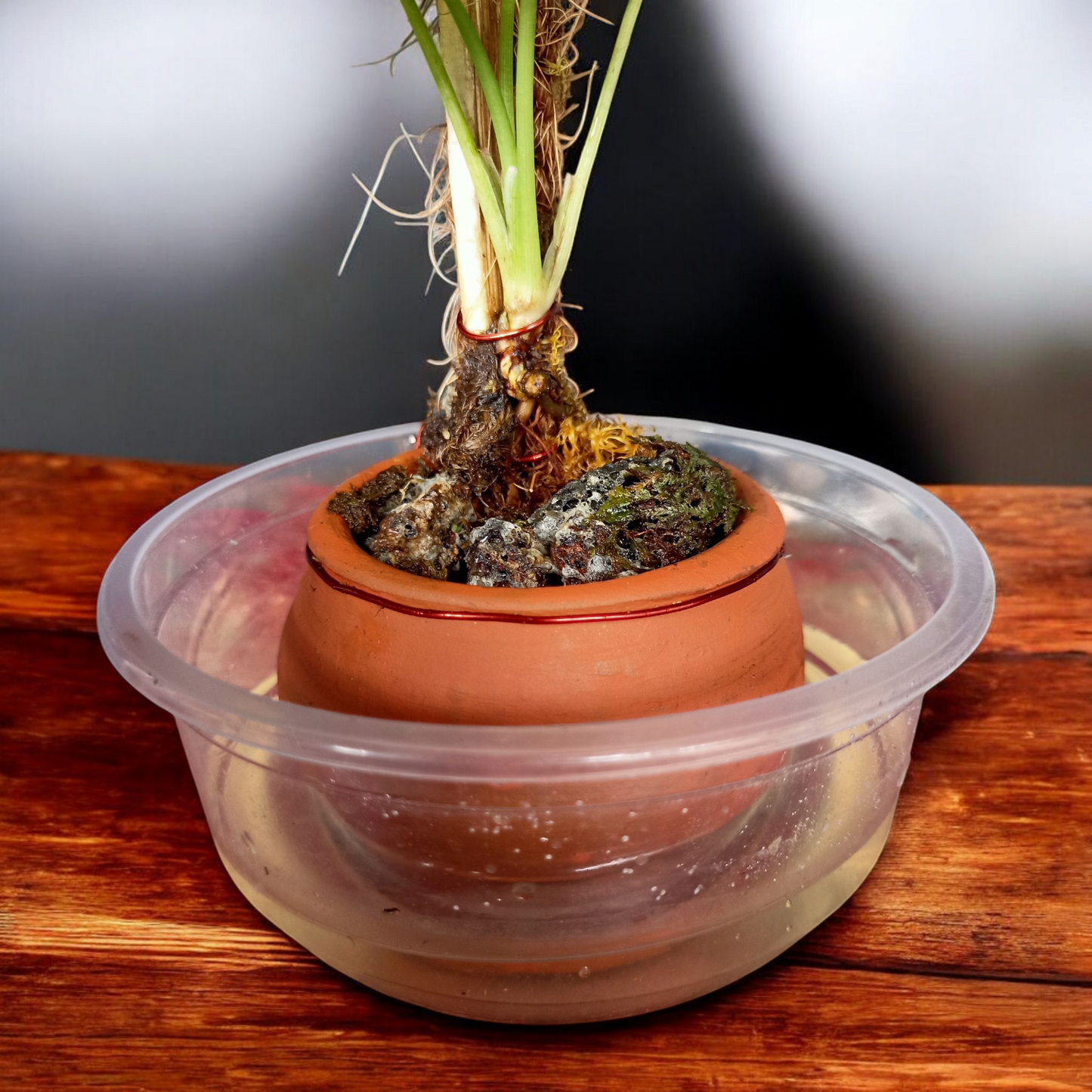 Pink Princess Climber