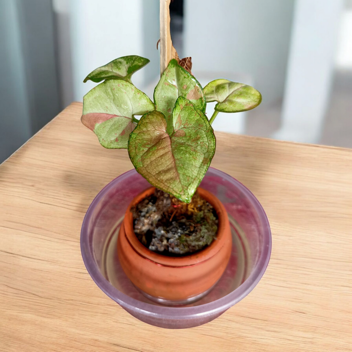 Pink Princess Climber