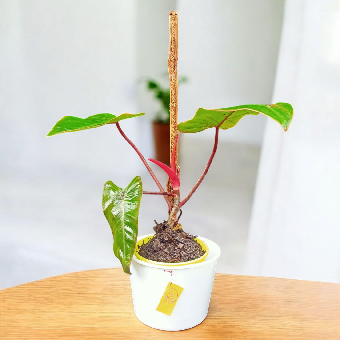 Philodendron erubescent 'Red Emerald'