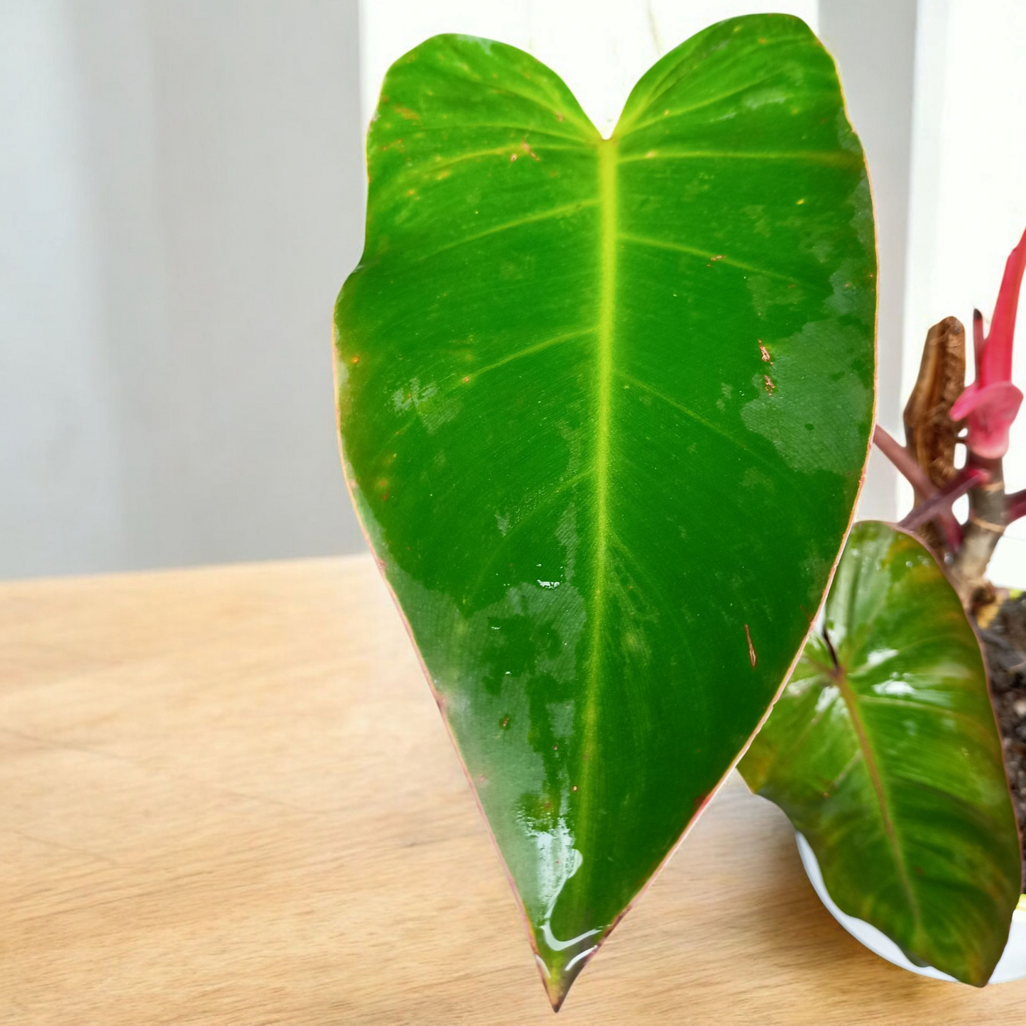 Philodendron erubescent 'Red Emerald'