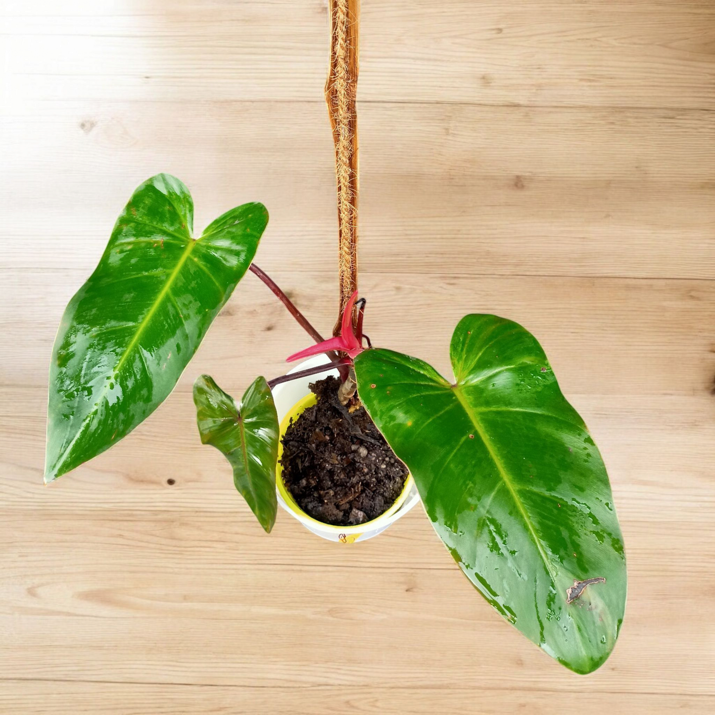 Philodendron erubescent 'Red Emerald'