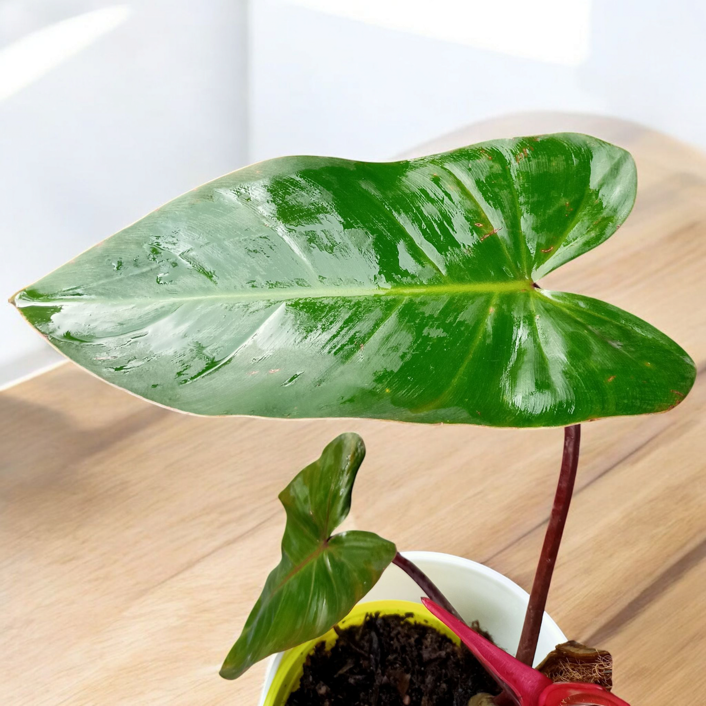 Philodendron erubescent 'Red Emerald'