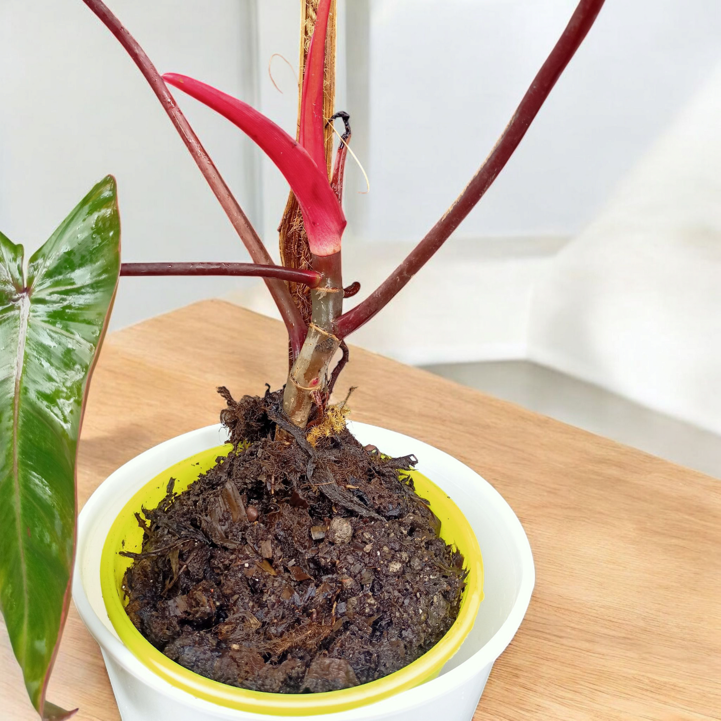 Philodendron erubescent 'Red Emerald'